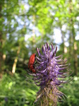 SX06292 Red insect on Black Rampion (Phyteuma nigrum).jpg